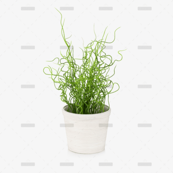 Nephrolepis exaltata